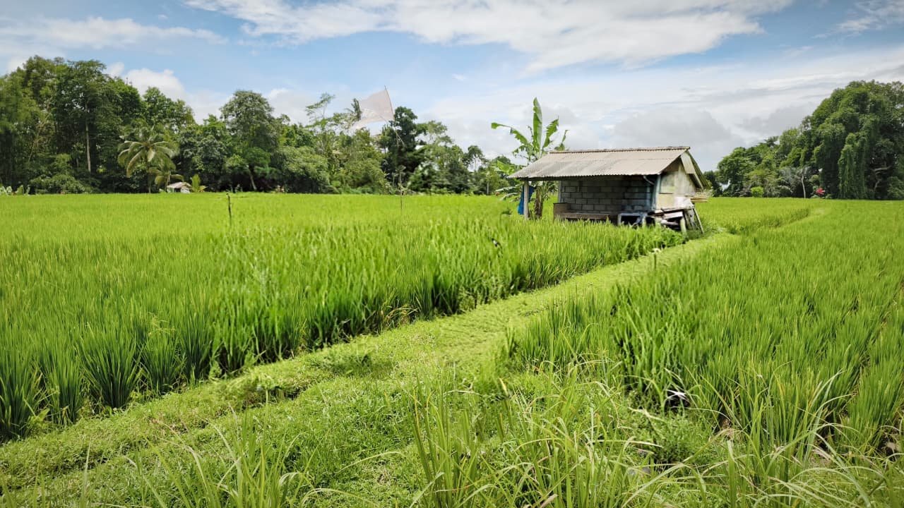 Green Rice Fields
