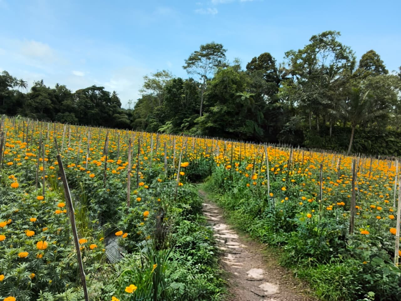Fresh Organic Products