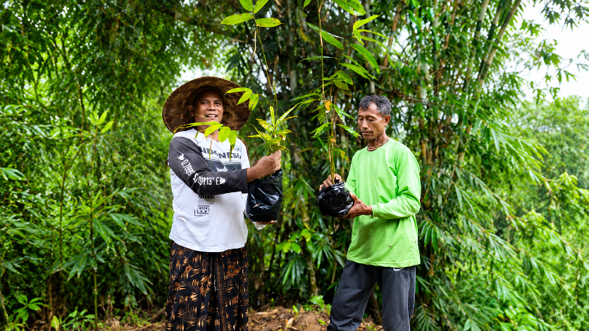 Plant Seedlings